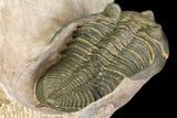 Zlichovaspis & Metacanthina Trilobites - Lghaft, Morocco #153903-4